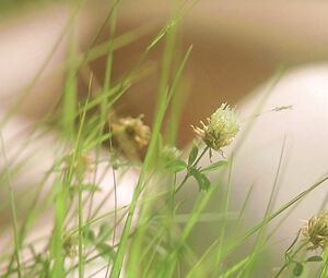 Tilda Swinton - I Am Love (2009)