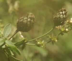 Tilda Swinton - I Am Love (2009)