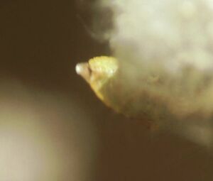 Tilda Swinton - I Am Love (2009)