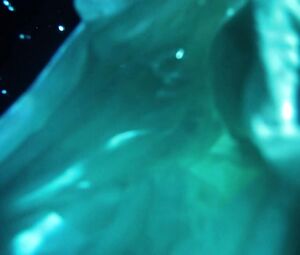 Lilly-Fleur Pointeaux & Gala Besson - Horsehead (2014)