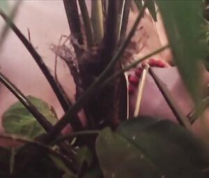 Barbara Evans - Dois Irmaos s01e03 (2017)