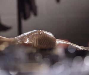 Ashlynn Yennie, Skin Diamond - Submission S01 E05 (2016)