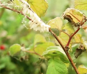 Maria Bonnevie, Maria Heiskanen - Uskyld (2012)