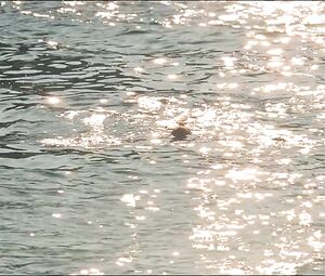 Crista Alfaiate, Joana de Verona, Sofia Costa Campos - Arabian Nights (2015) HD (Nude, Pussy)