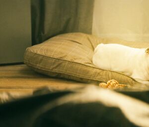 Shantel VanSanten nude - The Boys s01e04 (2019)