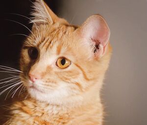 Andrea Noceda nude, Maria Hinojosa nude - Miamor Perdido (2019)