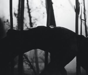 Art Naked Videos |Adult Erotic Movie "Fuckkkyouuu"