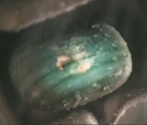 Nude ADV Alte Werbung FA SEIFE MIT DER WILDEN FRISCHE VON LIMONEN