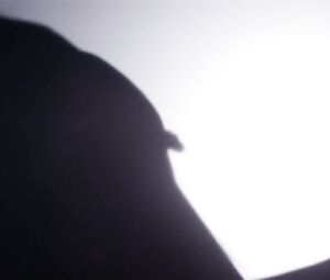 Musical Strip Art - Naked Shadows