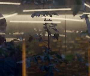 Naked Alicia Vikander and Sonoya Mizuno - EX MACHINA