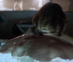 Topless and Sex scene Natasha Henstridge -  SPECIES