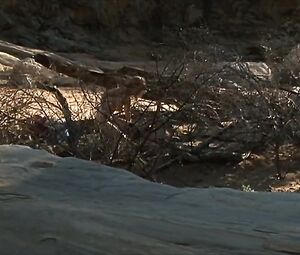 Celebrity nude scene | Nina Hoss naked - Die Weisse Massai (2005)