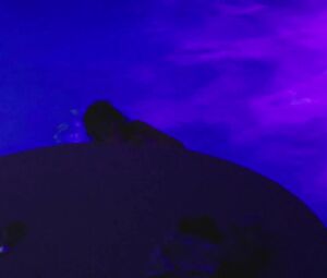 Celebs Sex scene of Paz de la Huerta, Dianna Agron nude - Bare (2015)