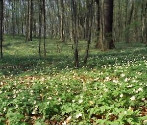 Sex video Ursula Maria Schaefer & Rita Waldenberg - Girls Without Lovers (1975)