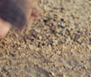 Sex video Gaby Hoffmann nude - Crystal Fairy (2013)