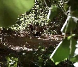 Sex video Debi Sue Voorhees nude