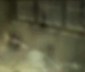 Sex video Evan Rachel Wood, Dana Fuchs nude - Across The Universe (2007)