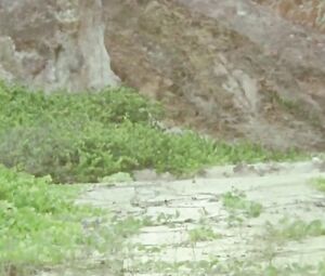 Elisa Heidrich Nude - Animal Politico (2017)