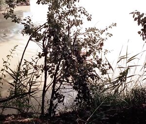 Sexy Sylva Koscina & Rosemary Dexter & Maria Rohm - Marquis de Sade's Justine (1969)