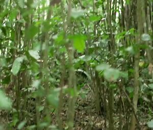 Lorenza Izzo nude - The Green Inferno (2013)