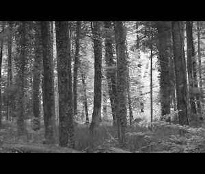 Anna Aaron - Sea Monsters