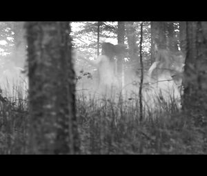 Anna Aaron - Sea Monsters