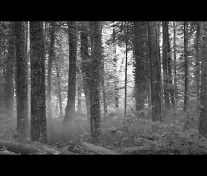 Anna Aaron - Sea Monsters