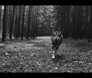 BEHEMOTH - Blow Your trumpets Gabriel