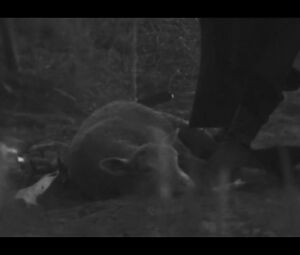 BEHEMOTH - Blow Your trumpets Gabriel