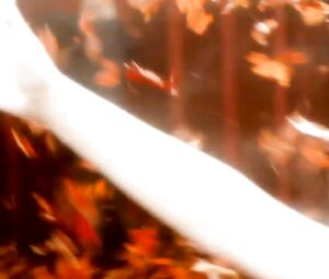 The Doll Lab - Birth Of Bee-Bop