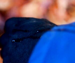 The Doll Lab - Birth Of Bee-Bop