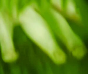 The Doll Lab - Birth Of Bee-Bop