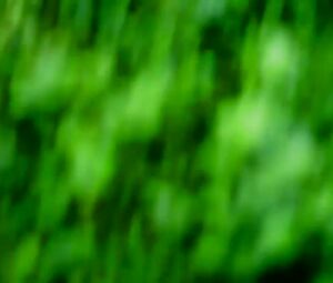 The Doll Lab - Birth Of Bee-Bop