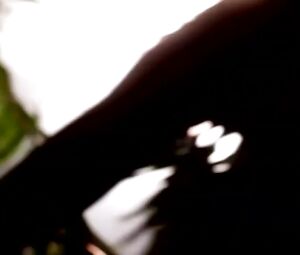 The Doll Lab - Birth Of Bee-Bop