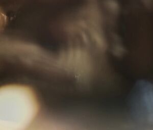 Elizabeth Cervantes - Oscura Seduccion