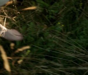 Karoline Schuch - Katharina Luther (2017)