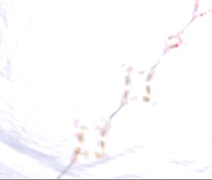 Leticia Dolera nude - Semen, una historia de amor (2005)