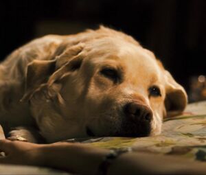 Nude Laura Linney - The Savages (2007)