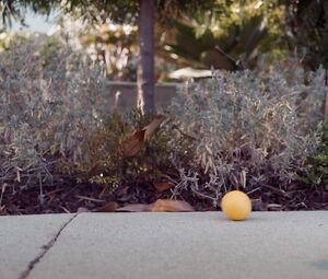 Nude Andrea Flowers - The Lemon Tree (2019)