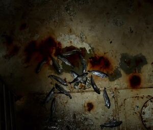 Nude Alexandra Bokova - Mermaid Down (2019)