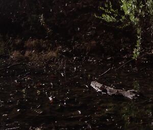 Nude Alexandra Bokova - Mermaid Down (2019)