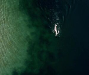 Nackte Rosalie Thomass - Rufmord (2018)