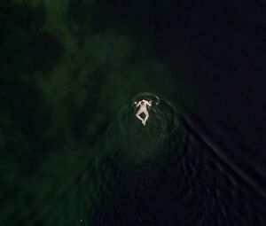 Nackte Rosalie Thomass - Rufmord (2018)