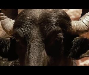 HD nude scenes from erotic movies with lesbians Livia De Bueno nude and Nathalia Dill