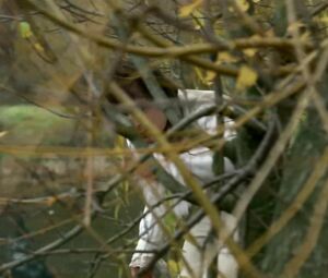 Koo Stark nude in Cruel Passion obscene HD sex scene where she is coerced into sex (1977)