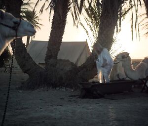 Nicole Kidman nude - Queen of the Desert (2016)