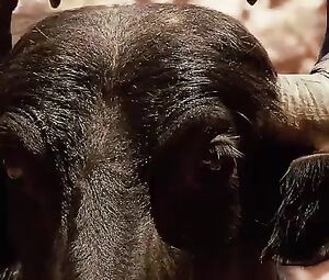 Nathalia Dill, Lívia De Bueno Nude - Paraísos Artificiais (BR 2012)