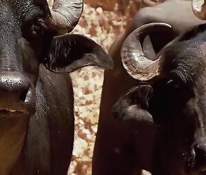 Nathalia Dill, Lívia De Bueno Nude - Paraísos Artificiais (BR 2012)