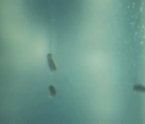 Lea Lawrynowiczo Nude - Clutch s02e00 (2013)