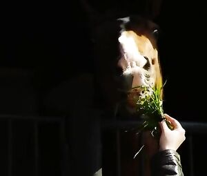 Marina Shako nude – Country Strike- EGO photoshoot (2010)